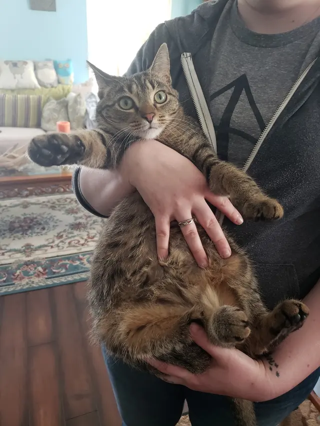 Johnson County Community Cats — photo from the business 5