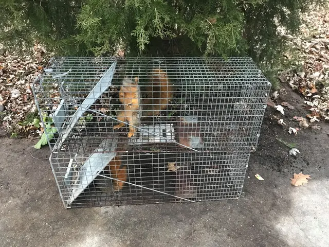 Critter Removal Indianapolis — photo from the business 7