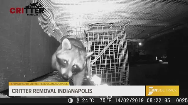 Critter Removal Indianapolis — photo from the business 4