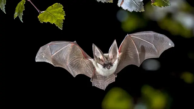Critter Removal Indianapolis — photo from the business 9