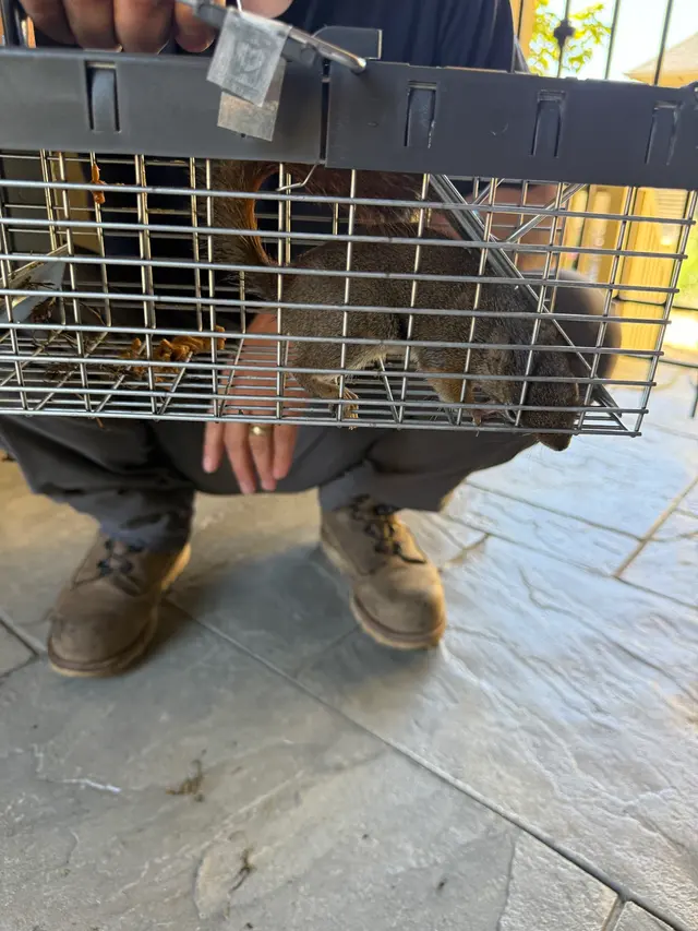 Critter Removal Indianapolis — customer photo 5