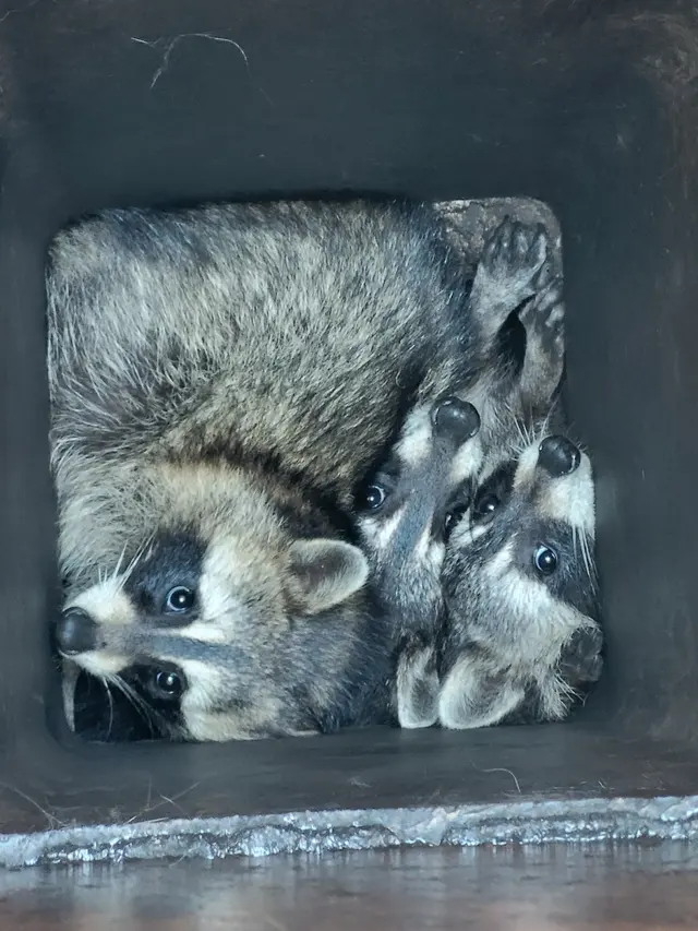 Critter Removal Indianapolis — photo from the business 2