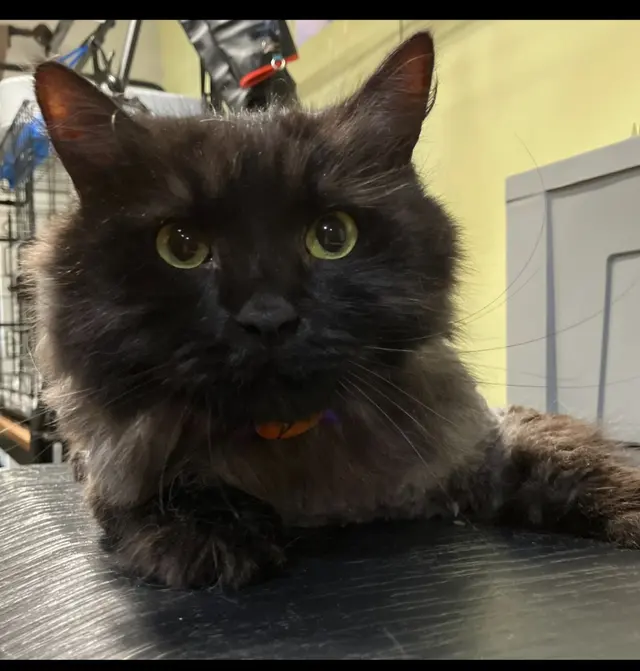 Probable Claws Cat Grooming — customer photo 4