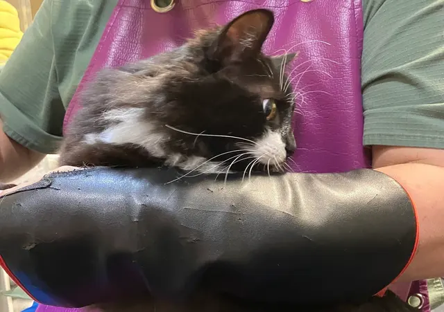 Probable Claws Cat Grooming — customer photo 10