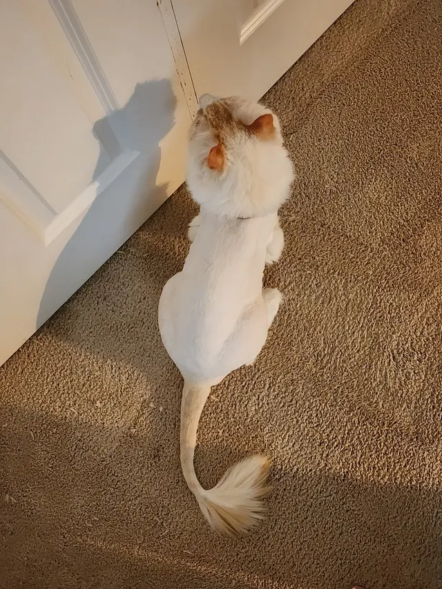 Probable Claws Cat Grooming — customer photo 5