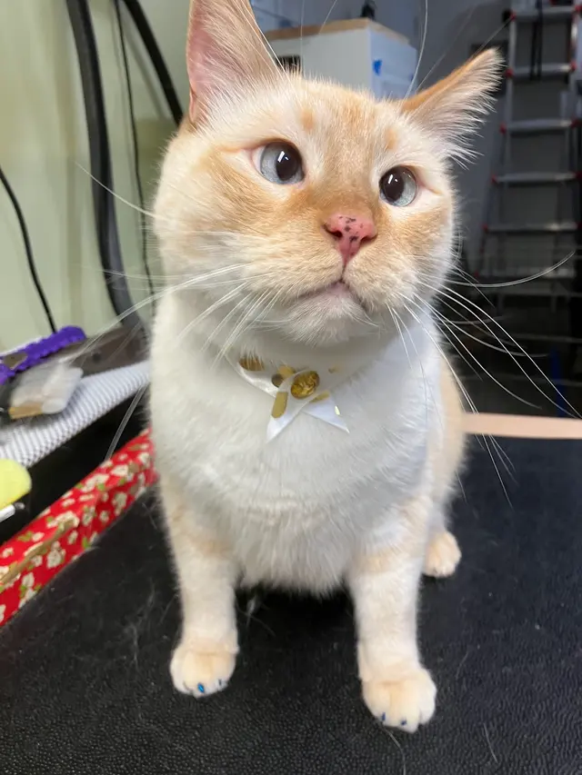 Probable Claws Cat Grooming — customer photo 11