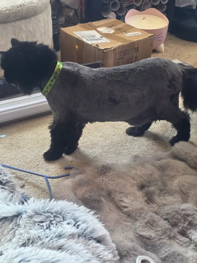 Probable Claws Cat Grooming — customer photo 6