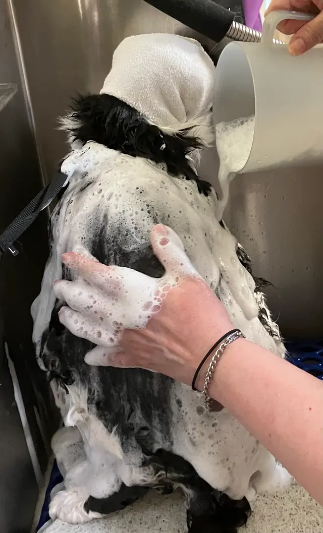 Probable Claws Cat Grooming — customer photo 7