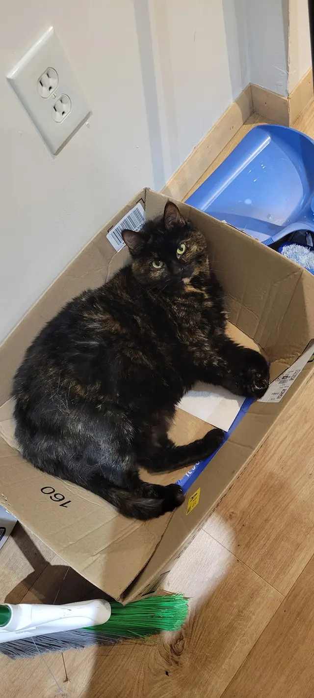Probable Claws Cat Grooming — customer photo 9