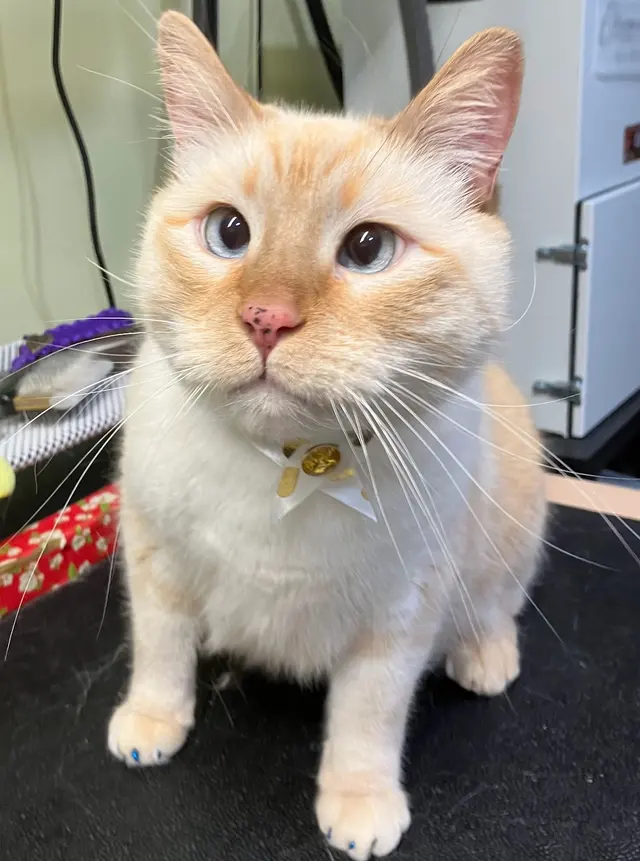 Probable Claws Cat Grooming — customer photo 12