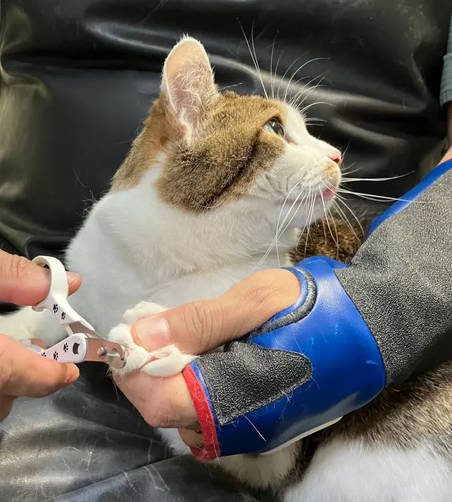 Probable Claws Cat Grooming — customer photo 8