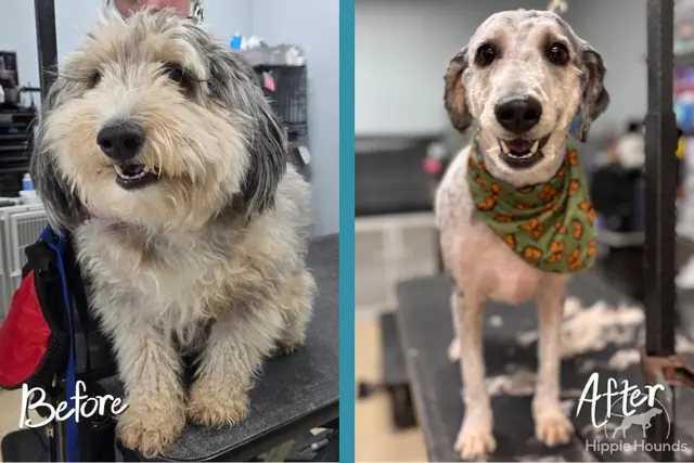 Hippie Hounds Grooming & Self Wash — photo from the business 10