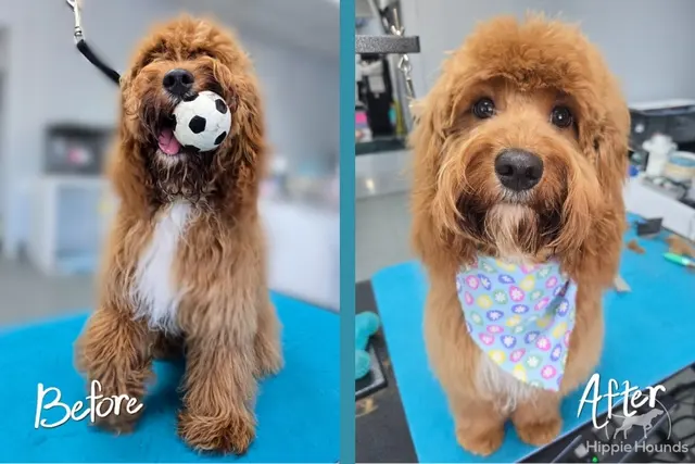 Hippie Hounds Grooming & Self Wash — photo from the business 2