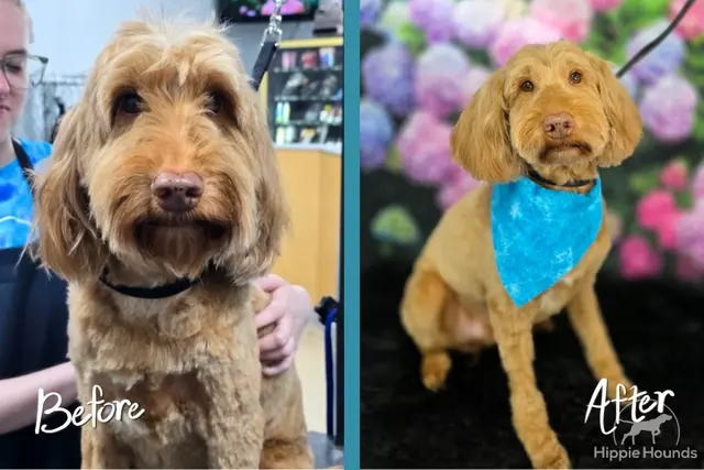 Hippie Hounds Grooming & Self Wash — photo from the business 7