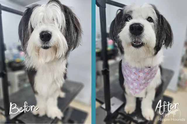 Hippie Hounds Grooming & Self Wash — photo from the business 4