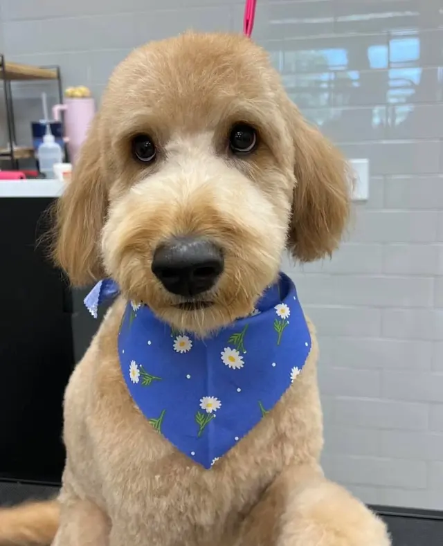 Pet Evolution - Mill Creek, WA - Grooming | Self-Wash | Healthy Food | Mobile Nail Trim — photo from the business 2