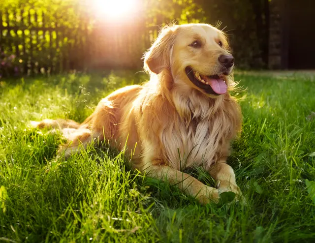Pet Evolution - Mill Creek, WA - Grooming | Self-Wash | Healthy Food | Mobile Nail Trim — photo from the business 1
