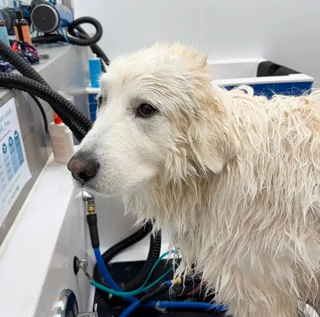 Pet Evolution - Mill Creek, WA - Grooming | Self-Wash | Healthy Food | Mobile Nail Trim — photo from the business 4