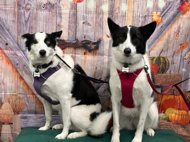 Pet Evolution - Mill Creek, WA - Grooming | Self-Wash | Healthy Food | Mobile Nail Trim — photo from the business 12