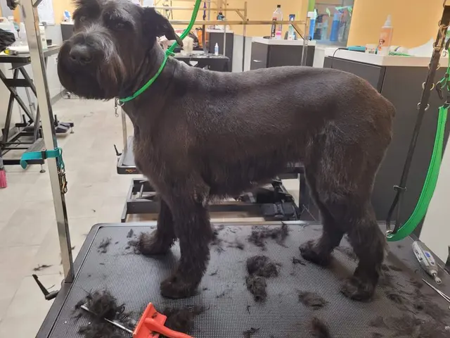 Pet Evolution - Mill Creek, WA - Grooming | Self-Wash | Healthy Food | Mobile Nail Trim — photo from the business 6