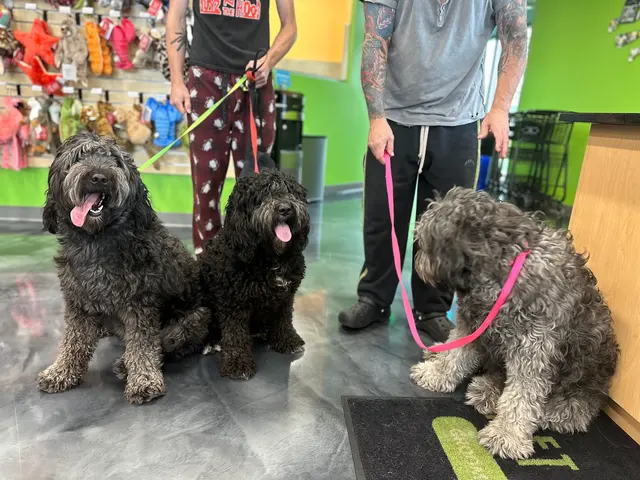 Pet Evolution - Mill Creek, WA - Grooming | Self-Wash | Healthy Food | Mobile Nail Trim — photo from the business 5