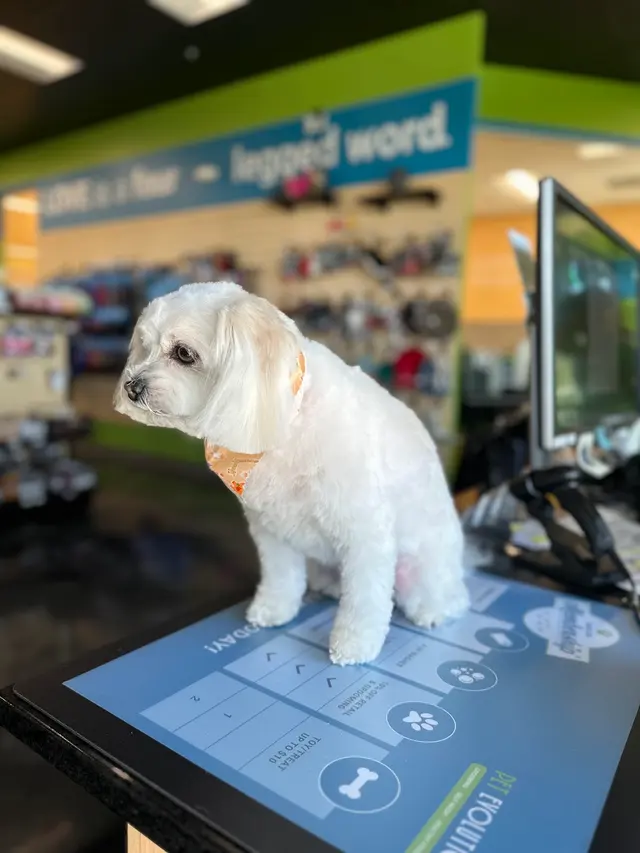 Pet Evolution - Mill Creek, WA - Grooming | Self-Wash | Healthy Food | Mobile Nail Trim — photo from the business 3