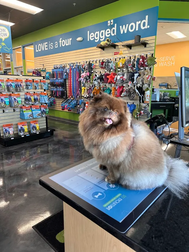 Pet Evolution - Mill Creek, WA - Grooming | Self-Wash | Healthy Food | Mobile Nail Trim — photo from the business 9