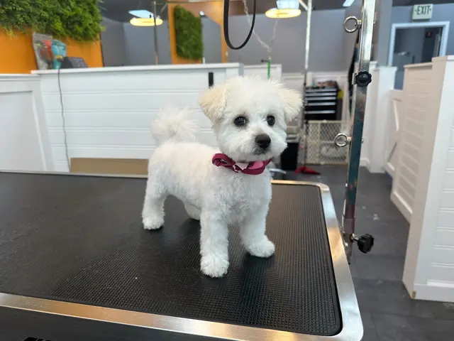 Polished Paws Grooming & Self Wash — photo from the business 4