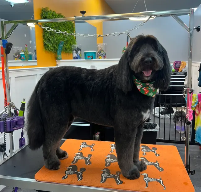 Polished Paws Grooming & Self Wash — photo from the business 2