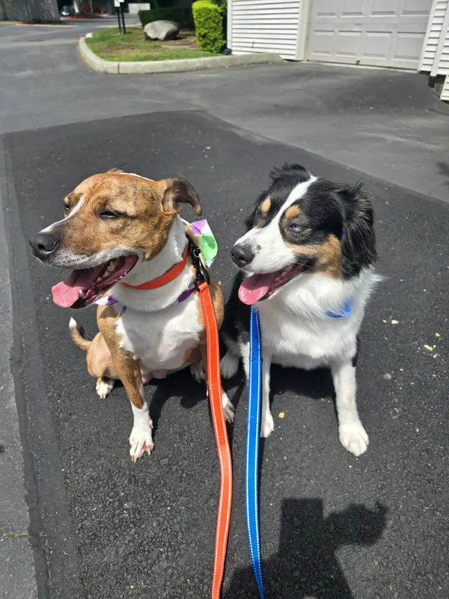 Polished Paws Grooming & Self Wash — customer photo 10