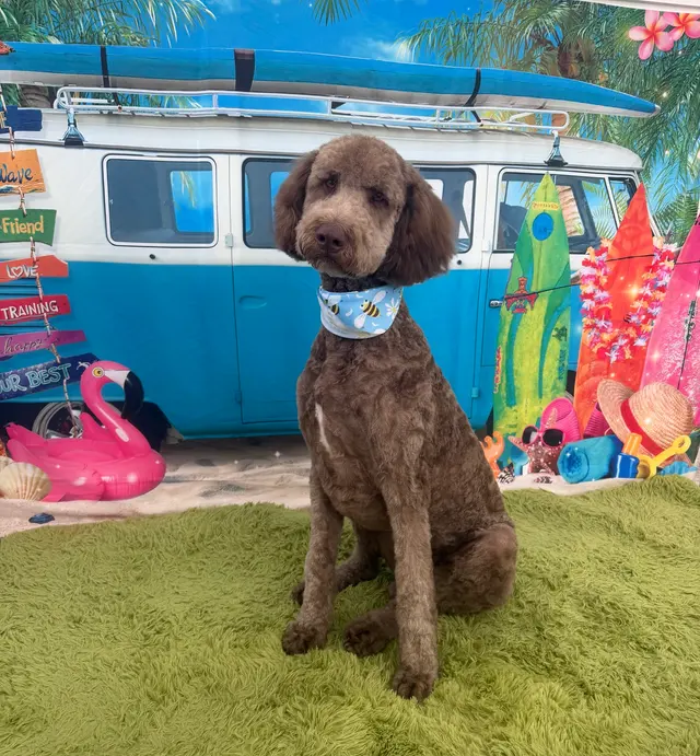 Polished Paws Grooming & Self Wash — photo from the business 3
