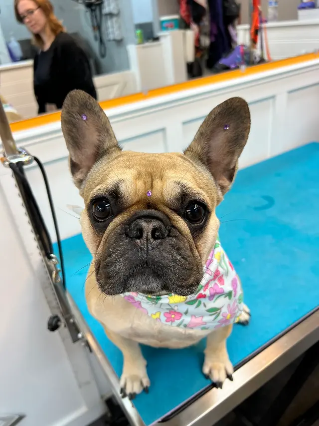 Polished Paws Grooming & Self Wash — photo from the business 5