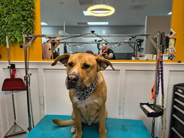 Polished Paws Grooming & Self Wash — customer photo 9