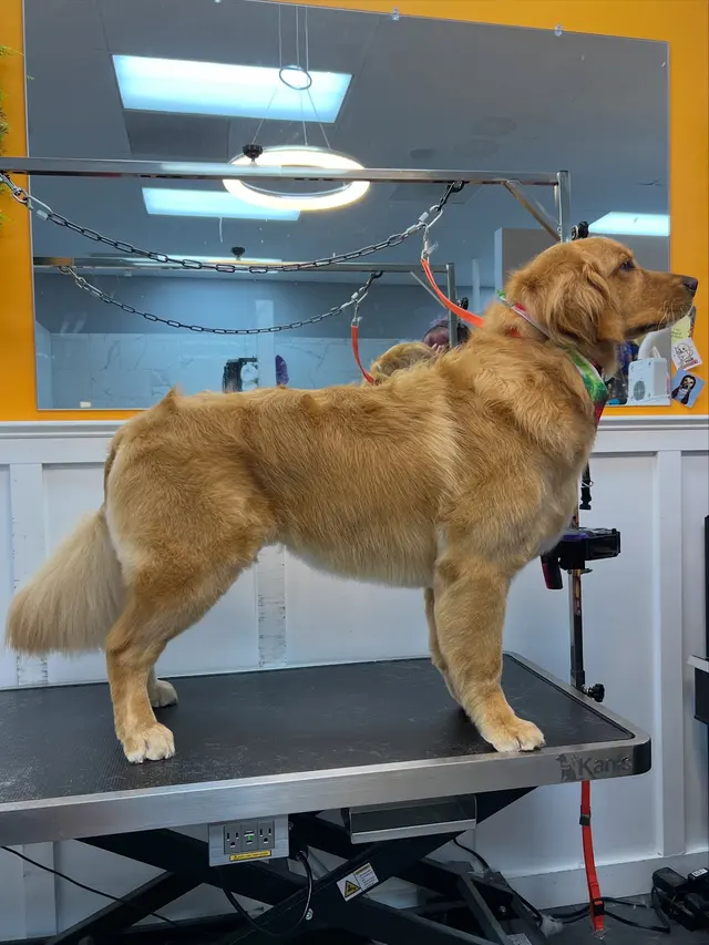 Polished Paws Grooming & Self Wash — photo from the business 1