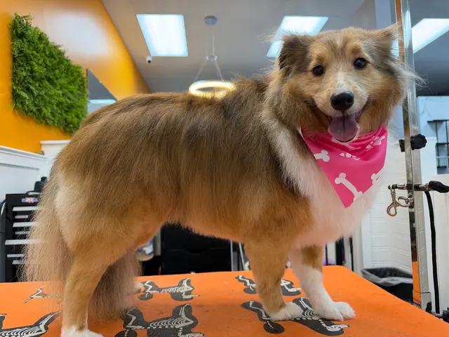 Polished Paws Grooming & Self Wash — photo from the business 6