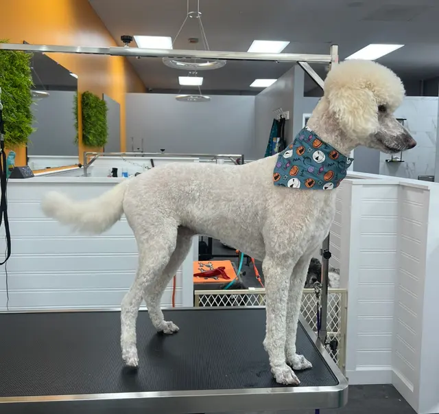 Polished Paws Grooming & Self Wash — photo from the business 7