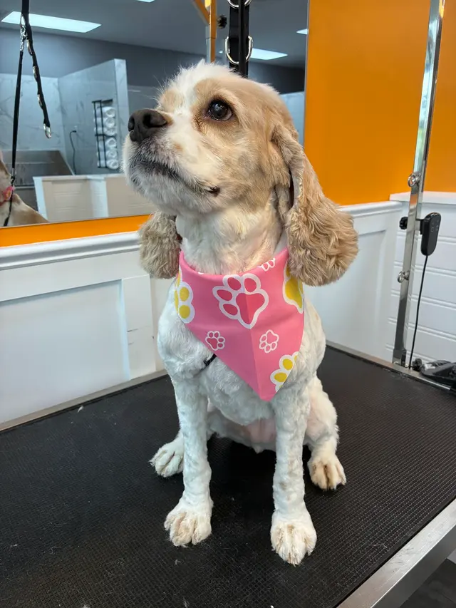 Polished Paws Grooming & Self Wash — photo from the business 11