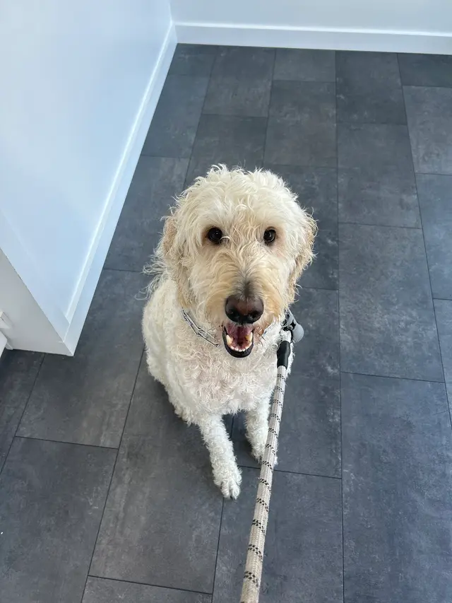 Polished Paws Grooming & Self Wash — customer photo 12