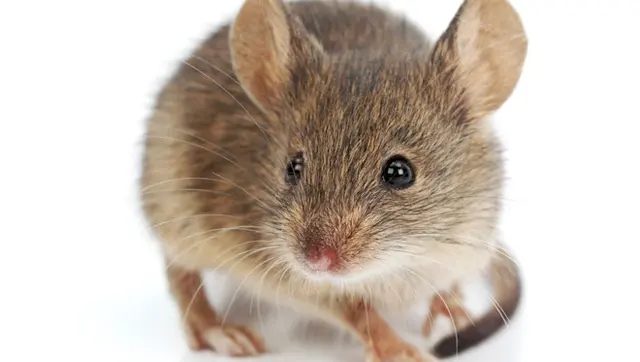 Anderson Termite & Pest Solutions..Locally owned in Greenwood.. pest, termite, rodent contol — photo from the business 2