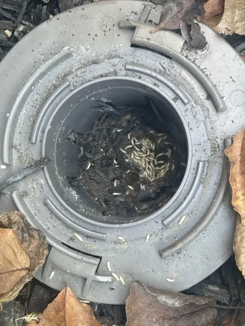 Anderson Termite & Pest Solutions..Locally owned in Greenwood.. pest, termite, rodent contol — photo from the business 10