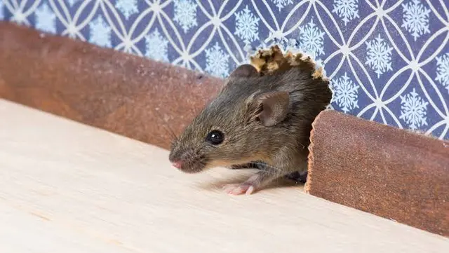 Anderson Termite & Pest Solutions..Locally owned in Greenwood.. pest, termite, rodent contol — photo from the business 1