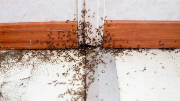 Anderson Termite & Pest Solutions..Locally owned in Greenwood.. pest, termite, rodent contol — photo from the business 4
