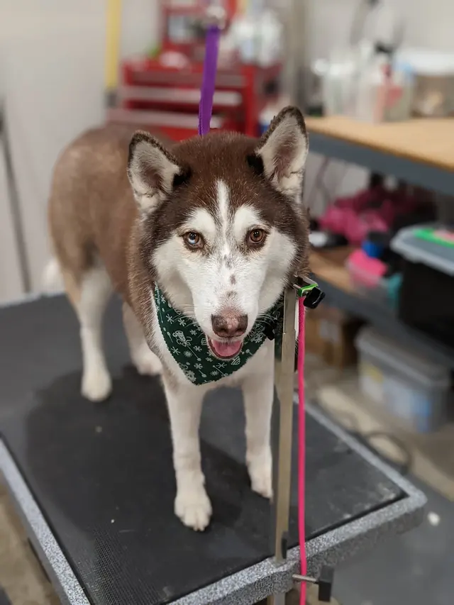 Classy Paws Dog Grooming — customer photo 7