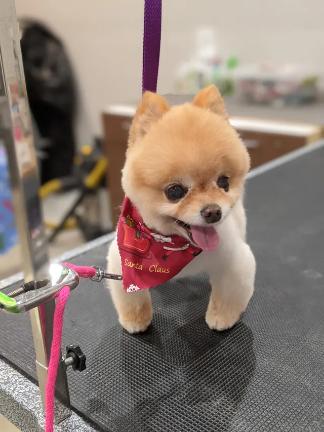 Classy Paws Dog Grooming — customer photo 8