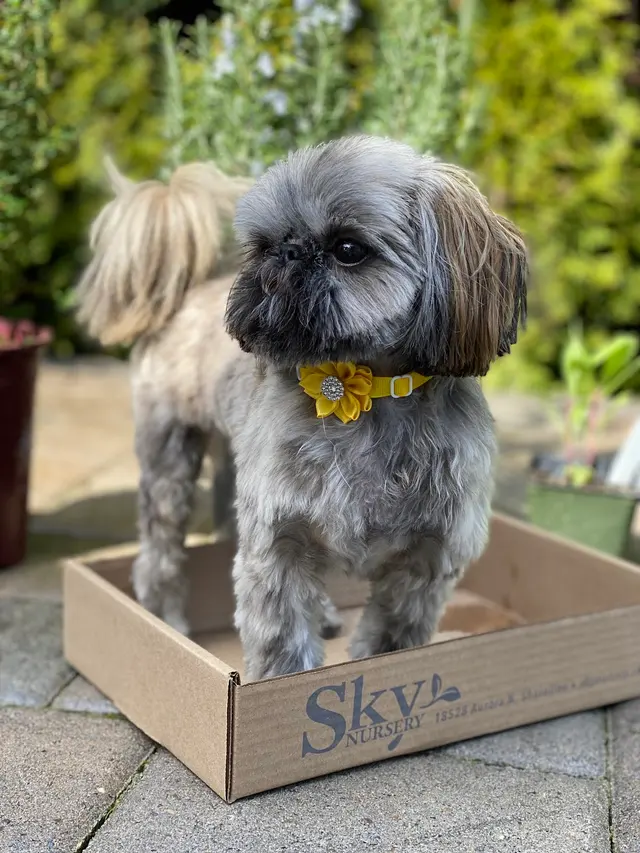 Classy Paws Dog Grooming — customer photo 4