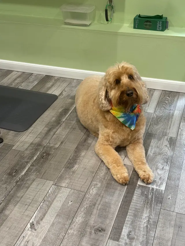 Classy Paws Dog Grooming — photo from the business 2
