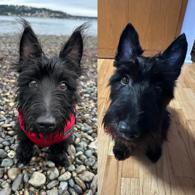 Customer photo of work by Classy Paws Dog Grooming, from Lorrie Maier's review