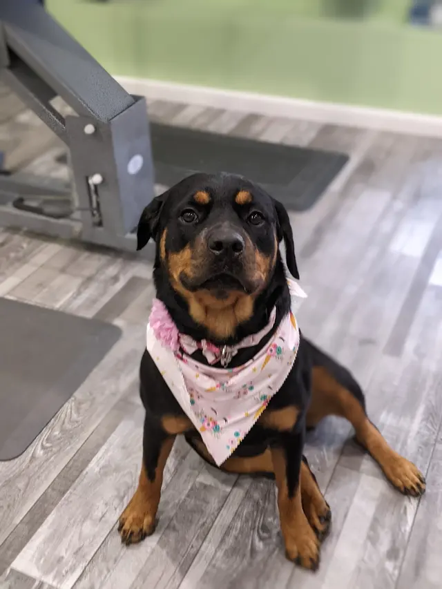 Classy Paws Dog Grooming — customer photo 12