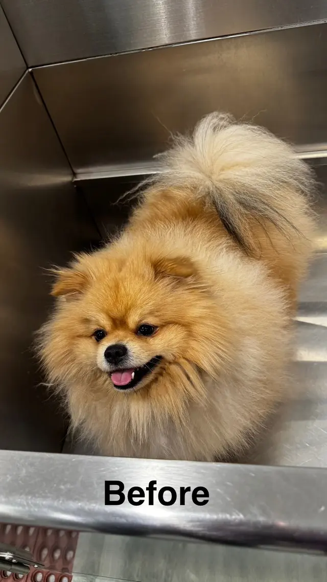 Customer photo of work by Classy Paws Dog Grooming, from Shruti G's review