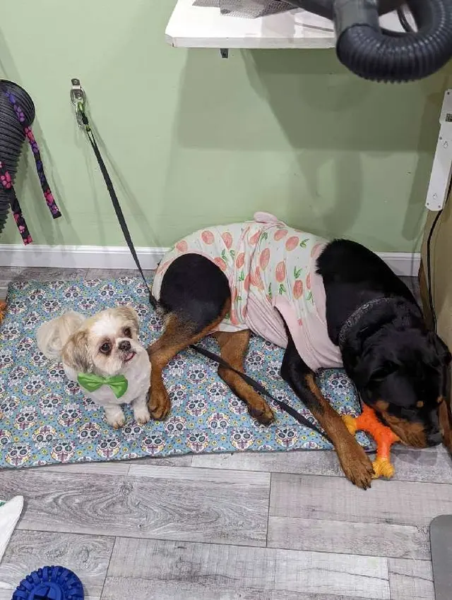 Classy Paws Dog Grooming — photo from the business 10